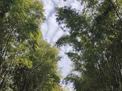 -成都大熊猫繁育研究基地