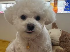 -艾贝尔宠物医院 ·内科全科(梁溪路店)