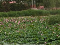 -大兴滨河森林公园