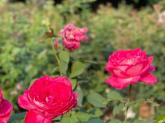 -人民公园(罗湖区)