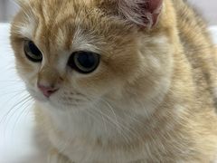 -御宝贝·A梦猫科宠物医院(国际猫友好医院)