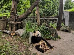 -都江堰中华大熊猫苑