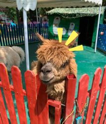 -萌宠亲子动物乐园(槐房万达店)