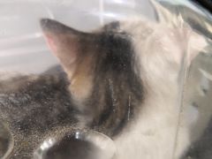 -爱侣宠医·鹦鹉专科·小型哺乳类·异宠专科(灵石路店)