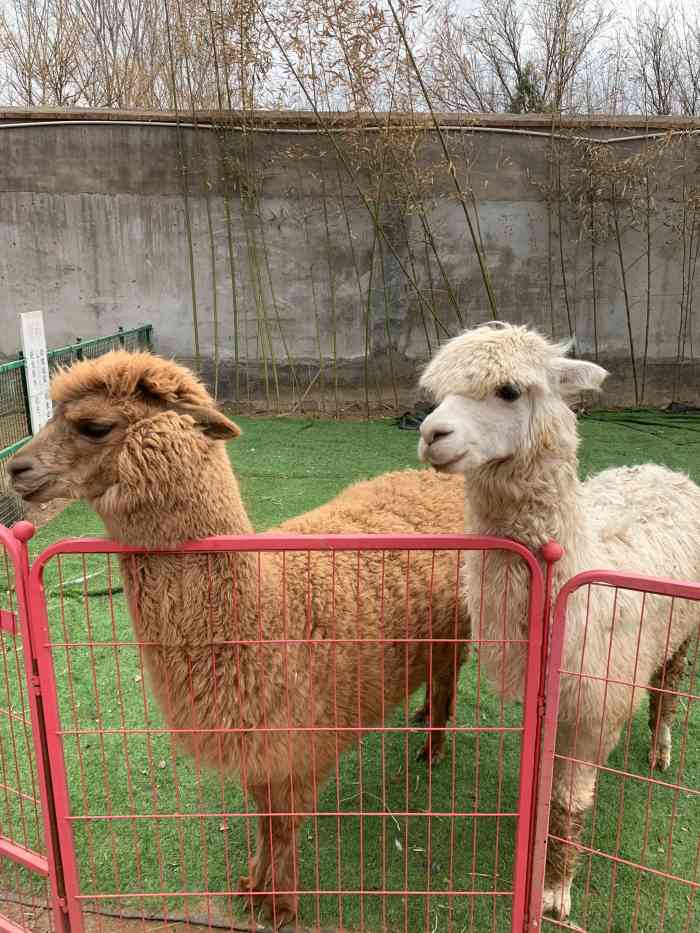 兔森林-"单位组织的活动,地点选在了这里,周六的中."-大众点评移动版