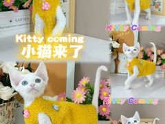 -小猫来了·猫舍(红山六九七九店)