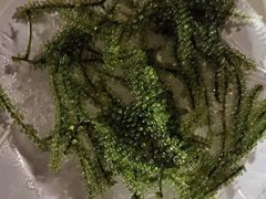 -越海渔村