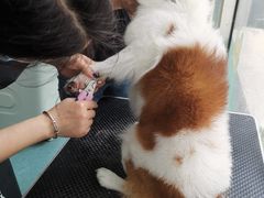 -格蕾宠物医院24H·猫科·肿瘤科·骨科中心(福州总院)