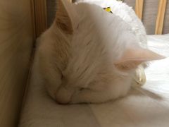 -北京观赏动物医院·24小时大型综合·猫专科·异宠专科