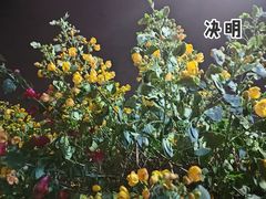 -金鸡山公园