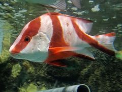 -太平洋海底世界