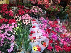 -双季花艺园艺市场(浦东店)