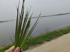 -西湖游船