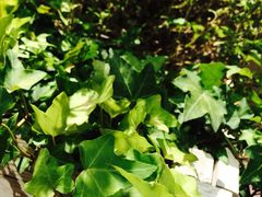 iphone_upload_pic-Local泰莲庭(虹鳟鱼店)