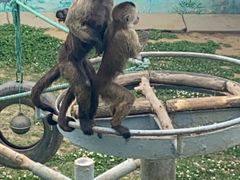 -西霞口神雕山野生动物世界