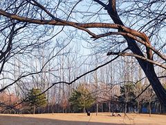 -大望京公园