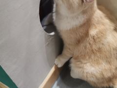-飞行喵MR PILOT|猫舍·猫咖(静安大融城店)