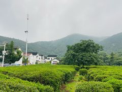 -树山生态村
