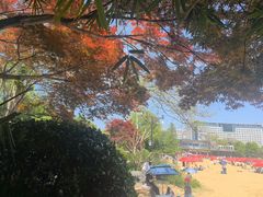 -青枫公园