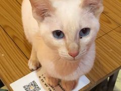 -猫色咖啡·猫咖