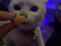 iphone_upload_pic-Sirena海妖日咖夜酒