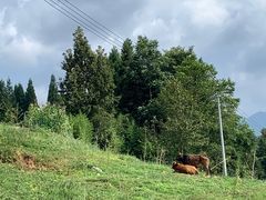 -玉舍国家森林公园