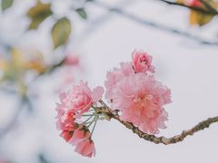 -南山植物园