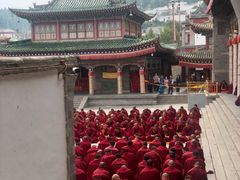 -塔尔寺菩提树