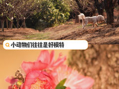 -南国桃园旅游度假区