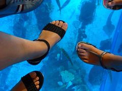-迪拜水族馆及水下动物园