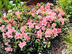 -上海安亭别墅花园酒店