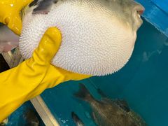 -天正河鲀·河豚亭(大连店)