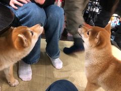 -逗柴咖啡屋·狗咖猫咖宠物桌游