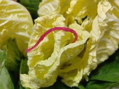 -快乐小羊(富强中路店)