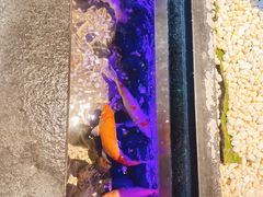 -吴越荣记苏州菜·松鼠桂鱼(月光码头店)