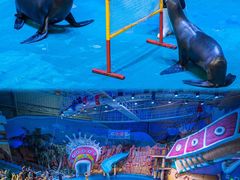 -烟台海昌鲸鲨海洋公园