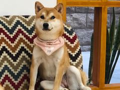 -是阿柴呀！柴犬咖啡·爱喵喵猫咖