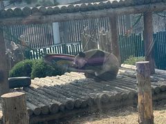 -大连森林动物园