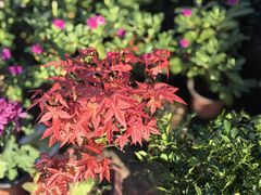 -中环花鸟鱼虫市场