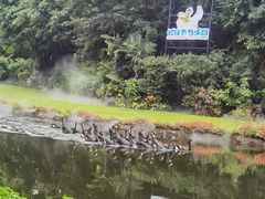 -广州长隆飞鸟乐园