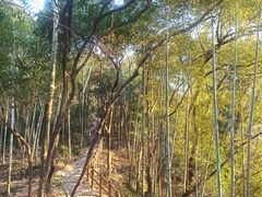 -上海佘山国家森林公园天马山园