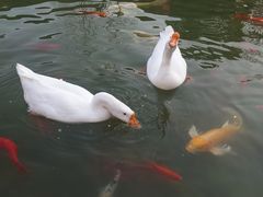 -祝家花園(伯渎港店)