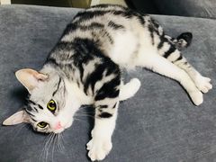 -猫大福·Fortune Cat猫舍(百子湾店)