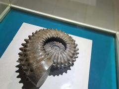 -青岛贝壳博物馆