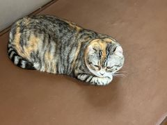 -MOCHA明星猫咖(田子坊店)