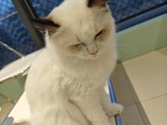 -怪兽屋·羊驼·猫咖·狗咖(俊华广场店)