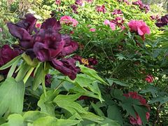 -洛阳市隋唐城遗址植物园