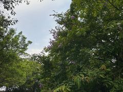 -大湾区中央湿地公园