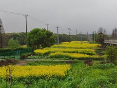 -西京湾花海