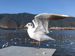 -海埂大坝